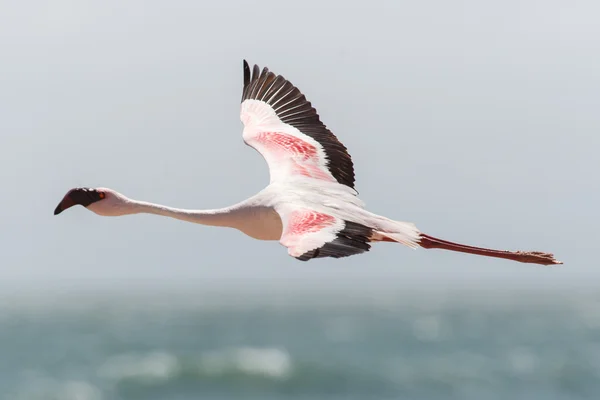 火烈鸟飞-纳米比亚 — 图库照片