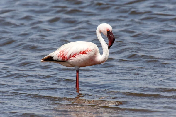 Flamingo - Namibia — Stockfoto