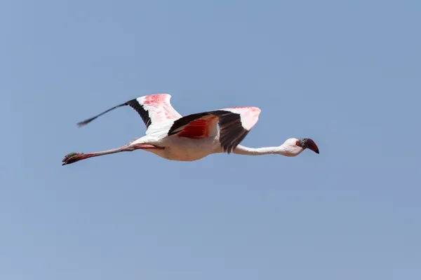 Flamingo Flying - Namibia — Stock Photo, Image