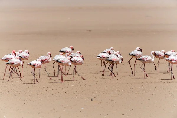 Flamingo - Namibia — Zdjęcie stockowe