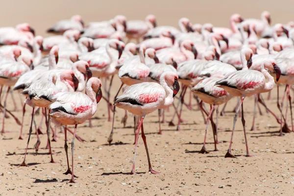 Flamingo - Namibya — Stok fotoğraf