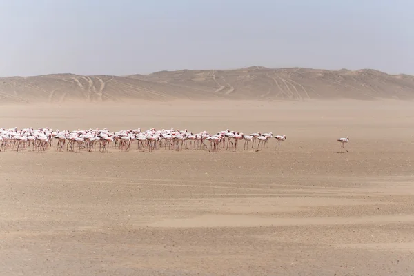 Flamenco - Namibia — Foto de Stock