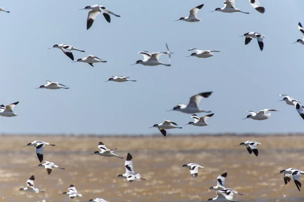 Papamoscas de avoceta, Namibia — Foto de Stock