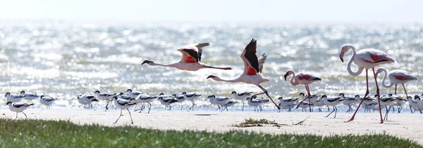 Flamingo Flying - Namibie — Photo