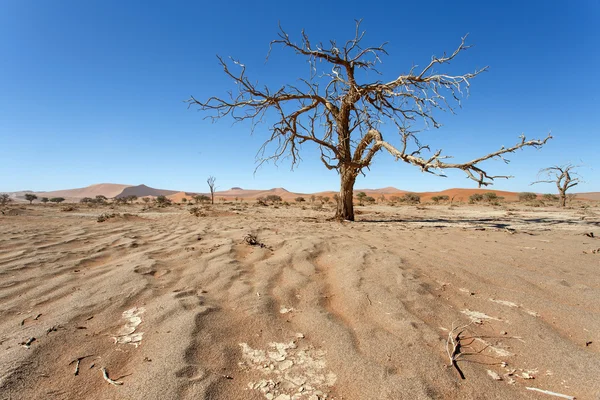 Sossusvlei, Namibie — Stock fotografie