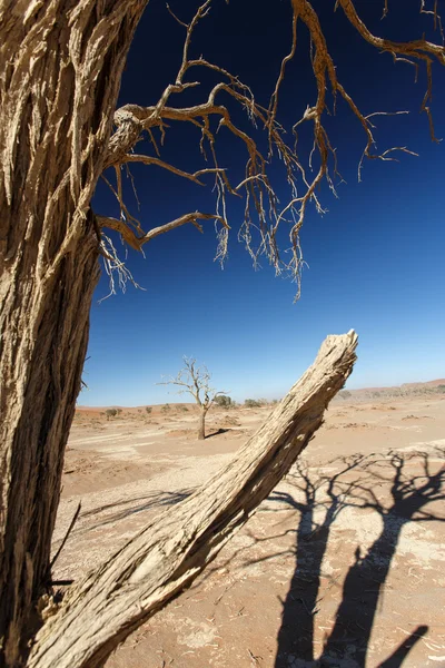 在 sossusvlei，纳米比亚的死树 — 图库照片