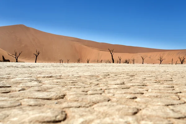 Dode Otomys - sossusvlei, Namibië — Stockfoto