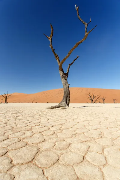 Dead vlei - sossusvlei, Намибия — стоковое фото