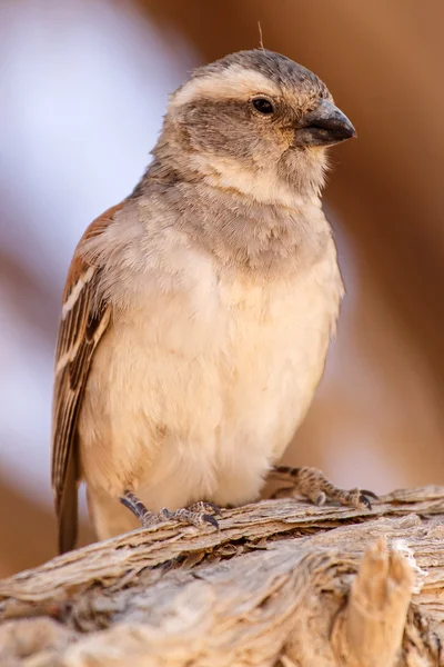 Kvinnliga sällskaplig weaver fågel, namibia — Stockfoto