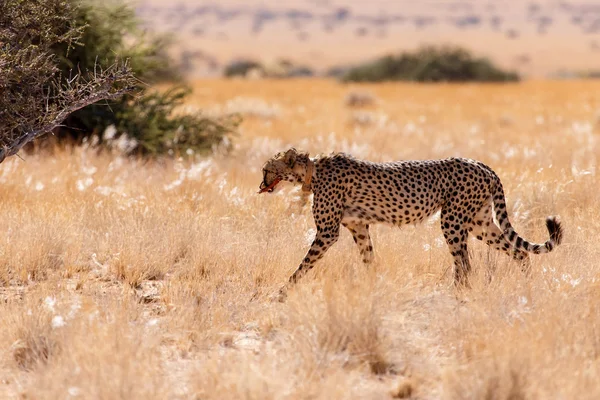 Cheetah Eats in Sossusvlei, Namibia — Stock Photo, Image