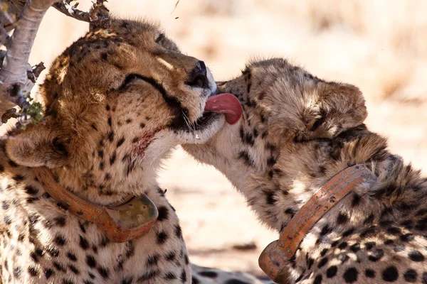 Cheetah slickar i Sossusvlei, Namibia — Stockfoto