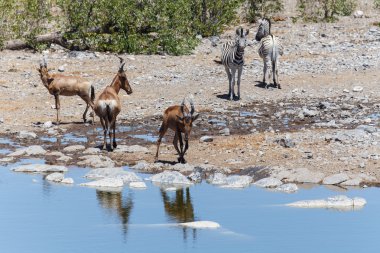 Zebra - etkin, Namibya