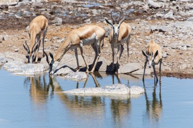 Springbok - etkin safari park Namibya