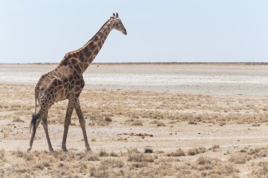 zürafa - etkin safari park Namibya