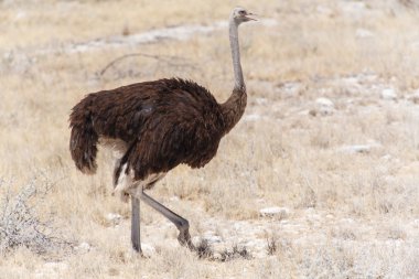 dişi deve kuşu - etkin safari park Namibya