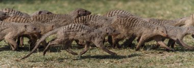 şeritli mongoose - etkin safari park Namibya