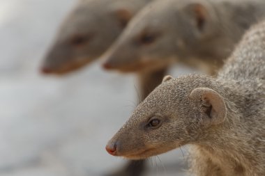 şeritli mongoose - etkin safari park Namibya