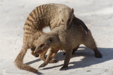 şeritli mongoose - etkin safari park Namibya