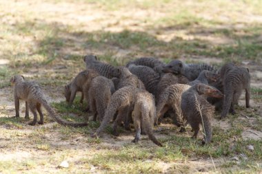 şeritli mongoose - etkin safari park Namibya