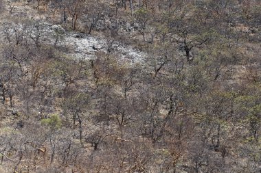 etkin safari park Namibya