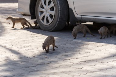 şeritli mongoose - etkin safari park Namibya