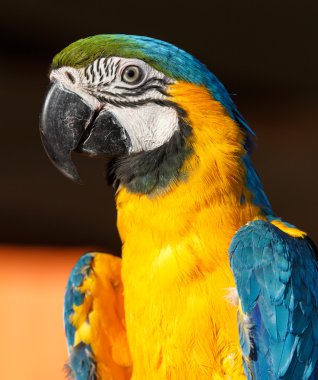 Mavi ve Sarı Macaw