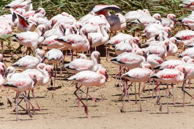 Flamingo - Namibya