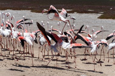 Flamingo uçan - Namibya