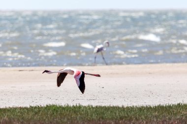 Flamingo uçan - Namibya