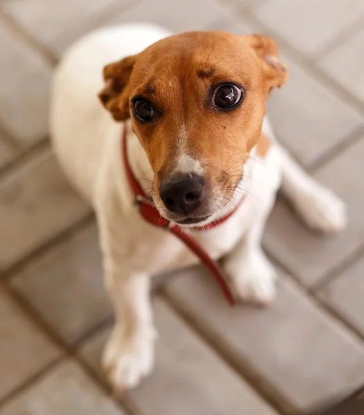 Hond in katima mulio - Namibië — Stockfoto