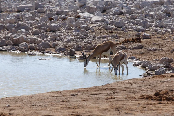 Springbok - etkin safari park Namibya — Stok fotoğraf