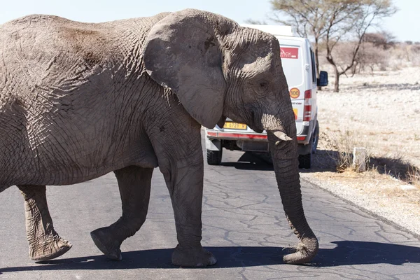 Elefante - Etosha Safari Park na Namíbia — Fotografia de Stock