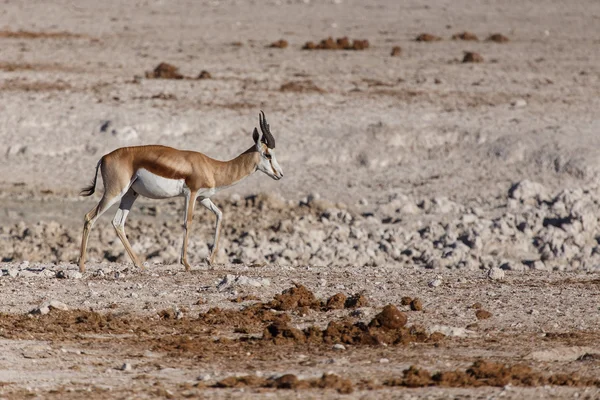 SPRINGBOCK - etosha safari park i namibia — Stockfoto
