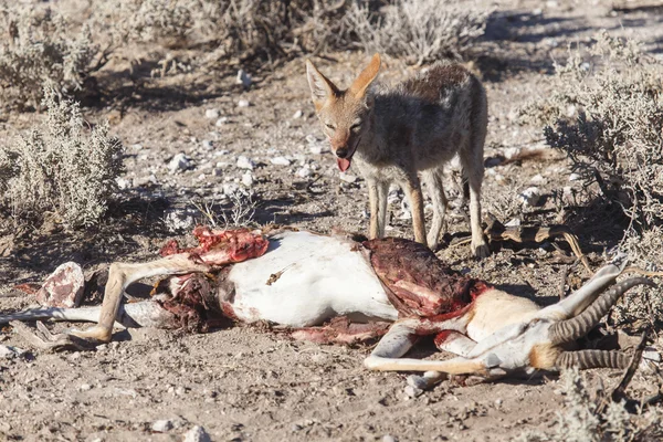 Chacal Comiendo Springbok - Etosha Safari Park en Namibia —  Fotos de Stock