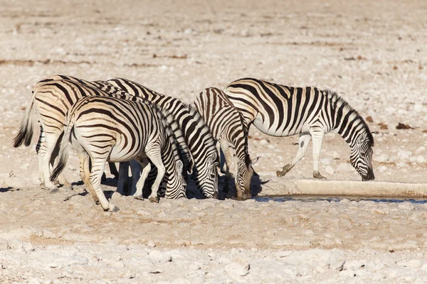 Ζέβρα - etosha, Ναμίμπια — Φωτογραφία Αρχείου