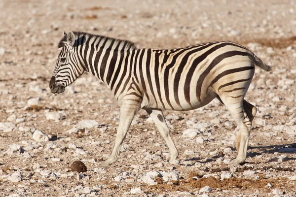 Zebra - etkin, Namibya — Stok fotoğraf