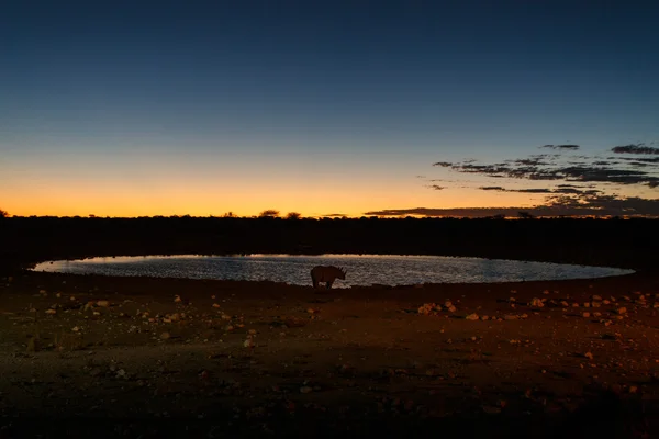 Siyah rhino - etkin safari park Namibya — Stok fotoğraf