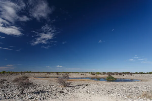 Etosha safaripark in Namibië — Stockfoto