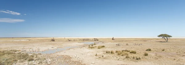 斑马-埃托沙、 纳米比亚 — 图库照片
