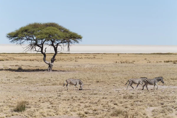 Zebra - etkin, Namibya — Stok fotoğraf