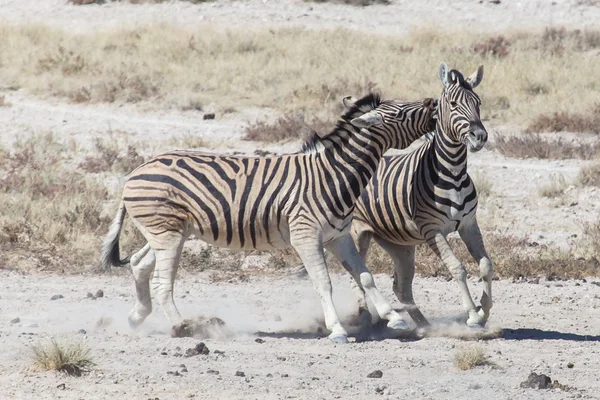 Zebra bojovat - etosha, Namibie — Stock fotografie