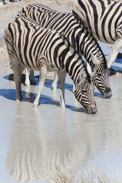 Zebra w waterhole - etosha, namibia — Zdjęcie stockowe