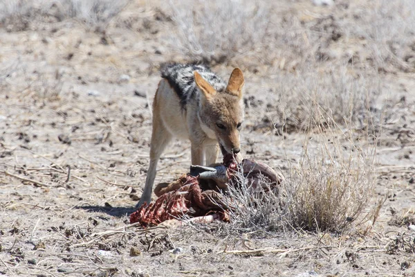 Chacal Comiendo Springbok - Etosha Safari Park en Namibia —  Fotos de Stock