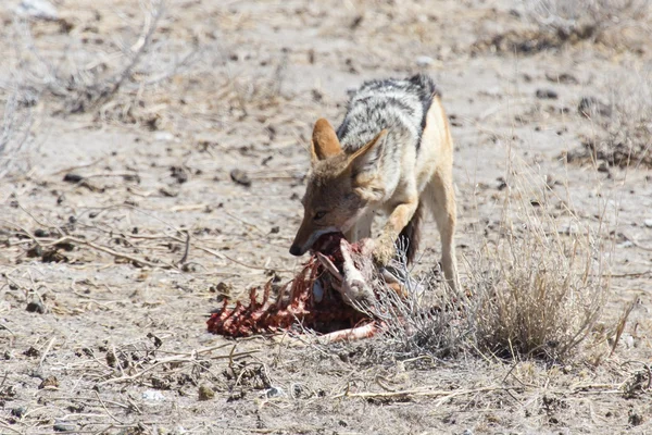 Chacal Comiendo Springbok - Etosha Safari Park en Namibia —  Fotos de Stock