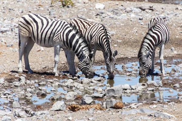 Zebra - etkin, Namibya — Stok fotoğraf