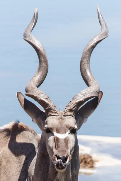 Kudu - parco di Etosha Safari in Namibia — Foto Stock