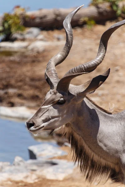 捻角羚-在纳米比亚埃托沙野生动物园 — 图库照片