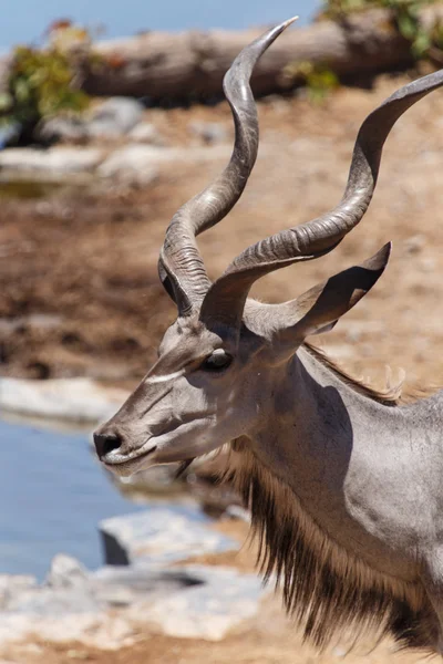 Kudu - etosha park safari w Namibii — Zdjęcie stockowe