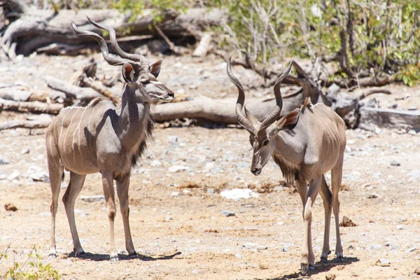 Kudu - etosha safari park i namibia — Stockfoto