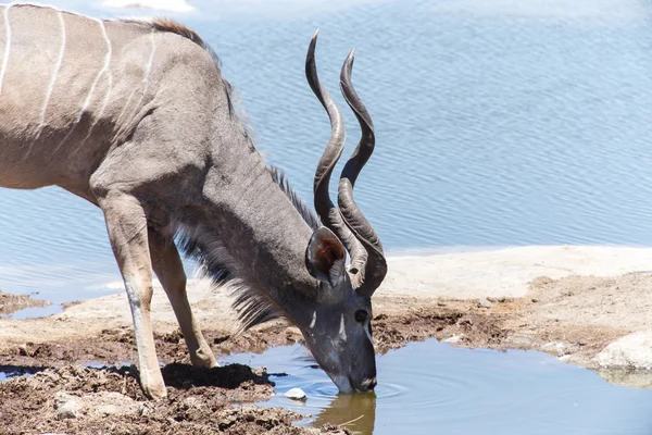 Kudu - etkin safari park Namibya — Stok fotoğraf